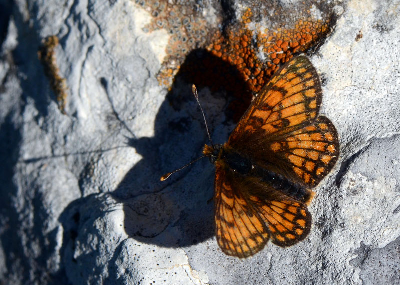 Esemplari di Melitaea da identificare